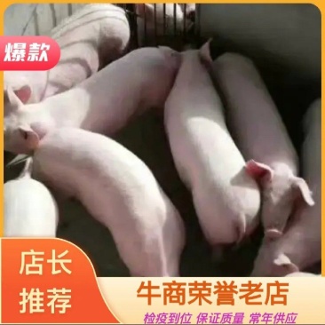 三元小仔猪双脊椎双屁股瘦肉型猪仔，需要下单先联系客服