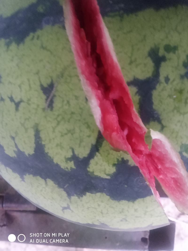 自家种植8424美都头茬无籽，地头出售。