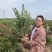 卫矛球冠副40-50-60高度50-60-70量大优惠