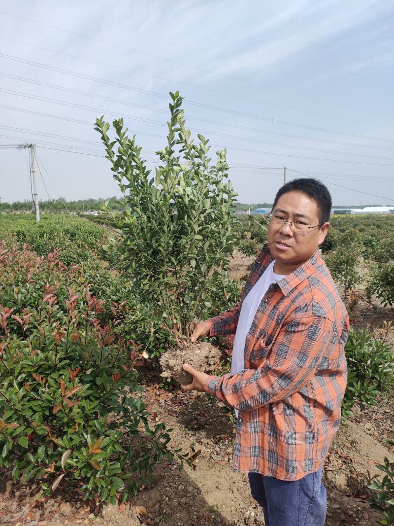 卫矛球冠副40-50-60高度50-60-70量大优惠