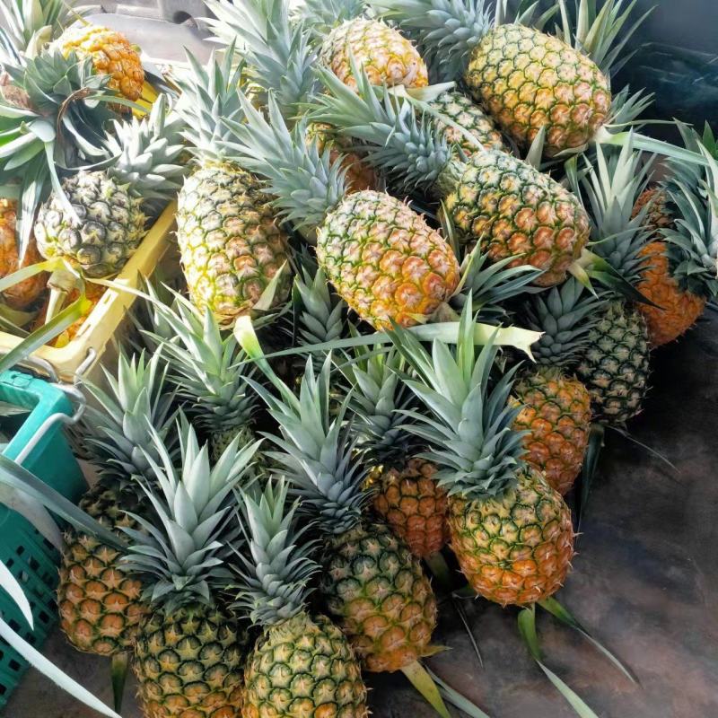 精品凤梨(黄金凤梨，金菠萝)产地直销，口感好欢迎采购