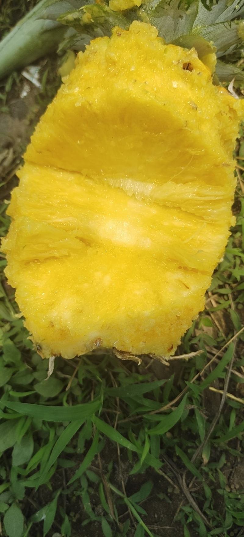 精品凤梨(黄金凤梨，金菠萝)产地直销，口感好欢迎采购