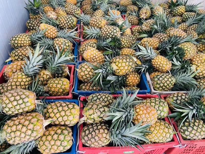 精品凤梨(黄金凤梨，金菠萝)产地直销，口感好欢迎采购