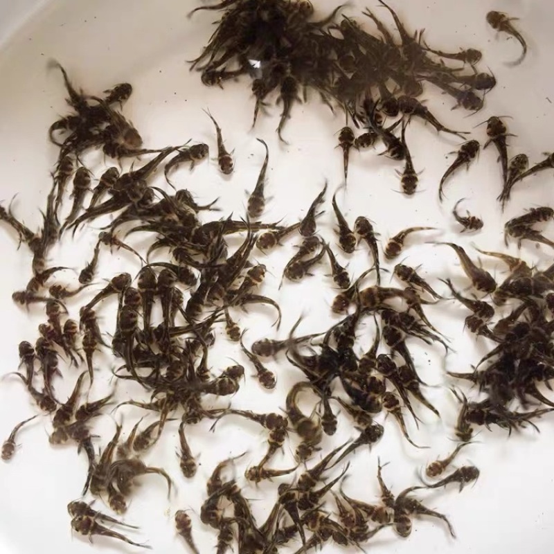 黄骨鱼苗黄辣丁鱼苗黄颡鱼苗昂刺黄鸭叫黄丫头鱼苗淡水养殖