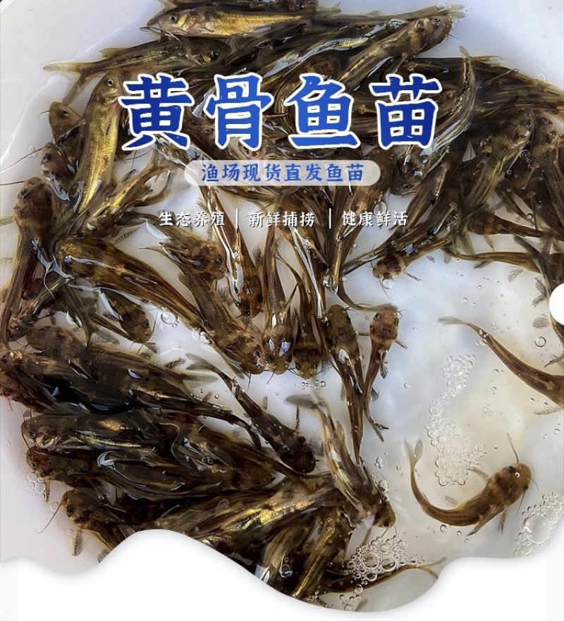 黄骨鱼苗黄辣丁鱼苗黄颡鱼苗昂刺黄鸭叫黄丫头鱼苗淡水养殖
