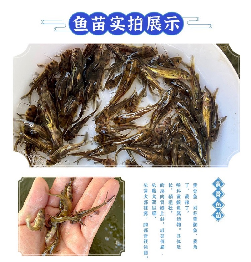 黄骨鱼苗黄辣丁鱼苗黄颡鱼苗昂刺黄鸭叫黄丫头鱼苗淡水养殖