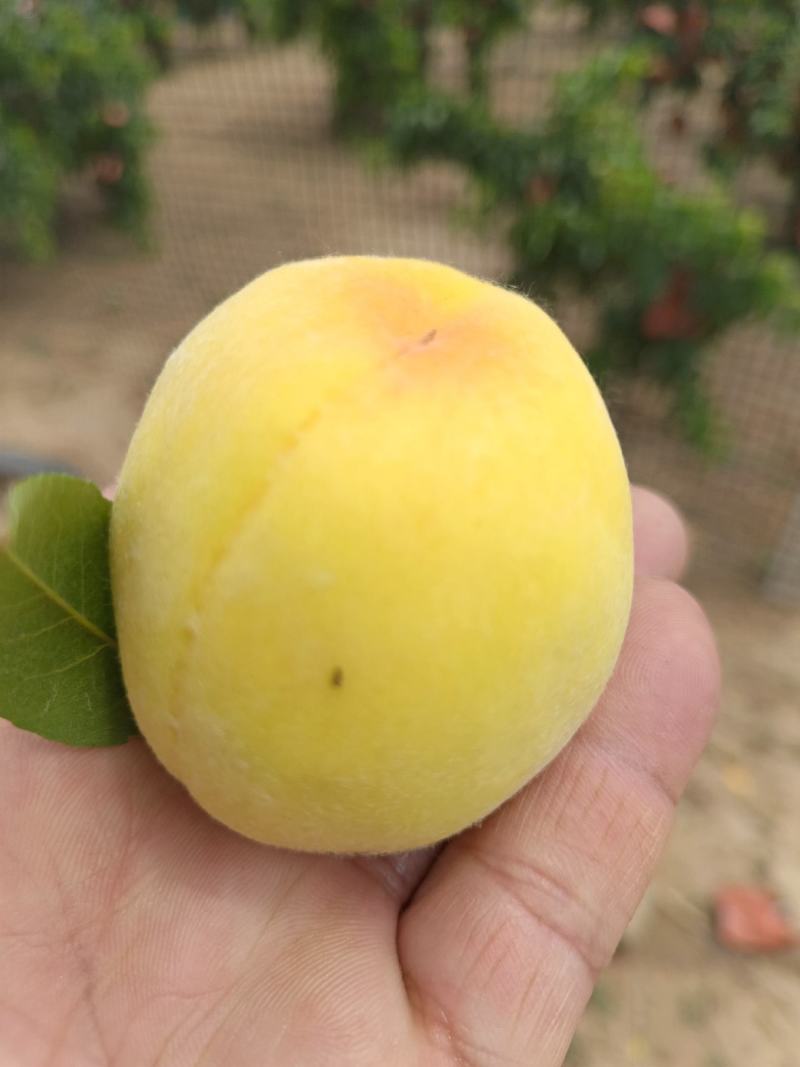 黄金密1号大量上市，欢迎广大客商前来采购!量大果优糖度高