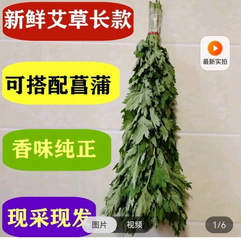 新鲜艾草【安徽合肥】