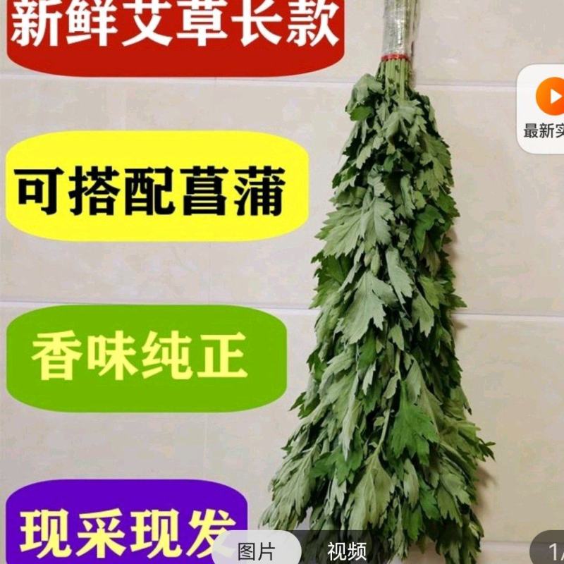 新鲜艾草【安徽合肥】