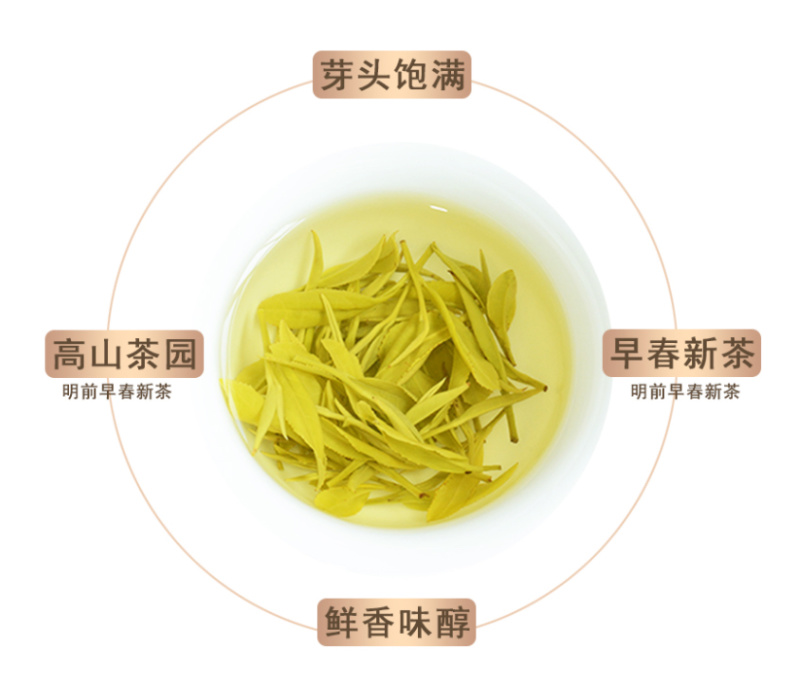 【人气】优质绿茶黄茶头采黄金茶安吉白茶批发零售