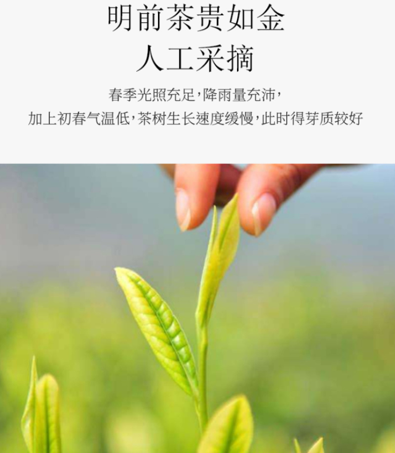 【人气】优质绿茶黄茶头采黄金茶安吉白茶批发零售