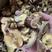 椴木香菇、模仿野生、颜色鲜艳、香味十足、品质保证！！！！