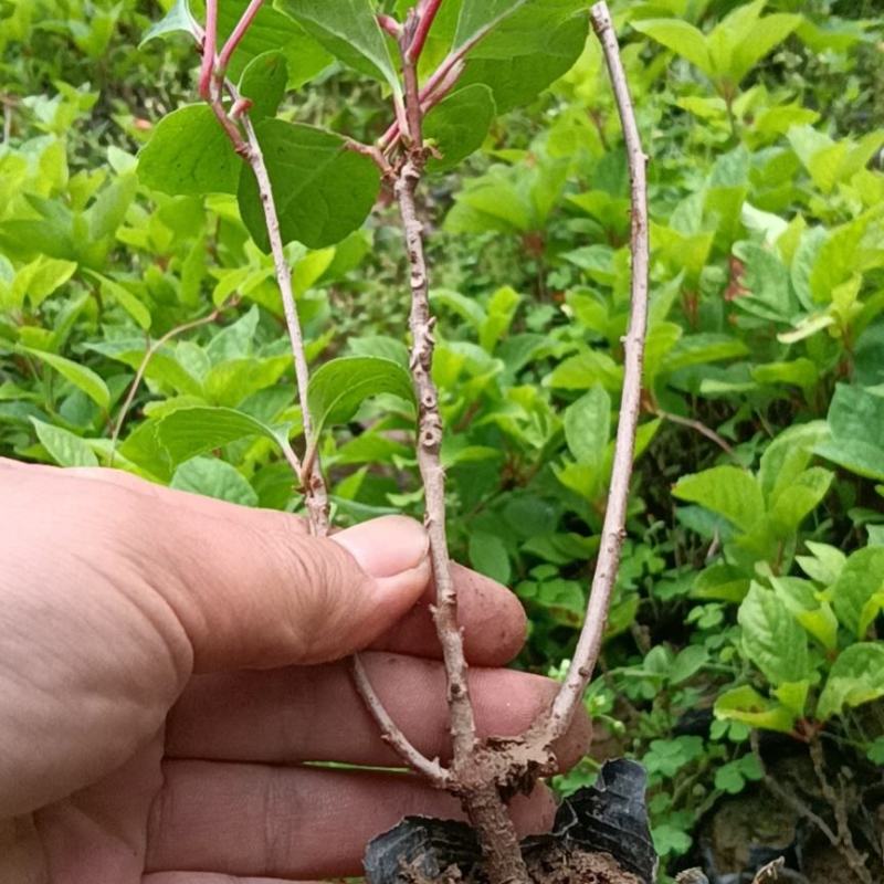 北五味子苗，自有基地产地直发量大从优价格美丽