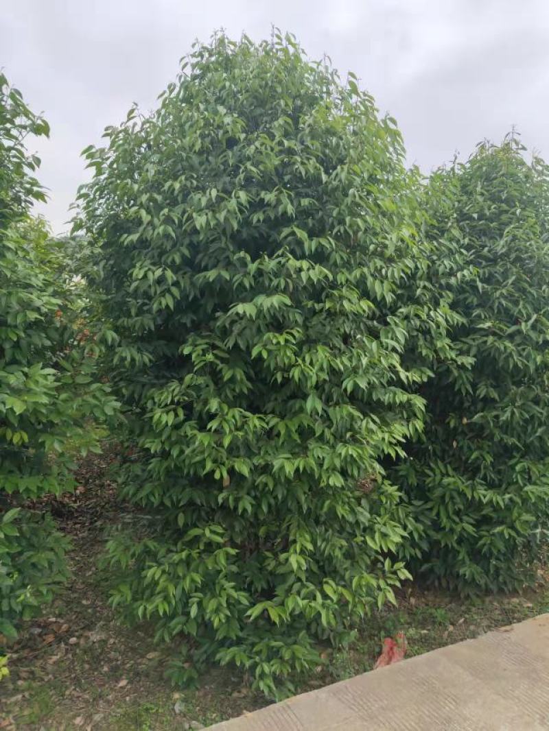 地径12公分天竺桂，基地直供，树型好，常年大量供应