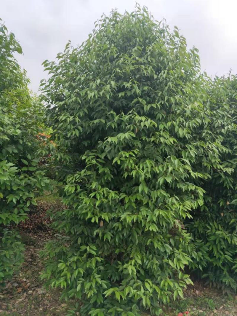 地径12公分天竺桂，基地直供，树型好，常年大量供应