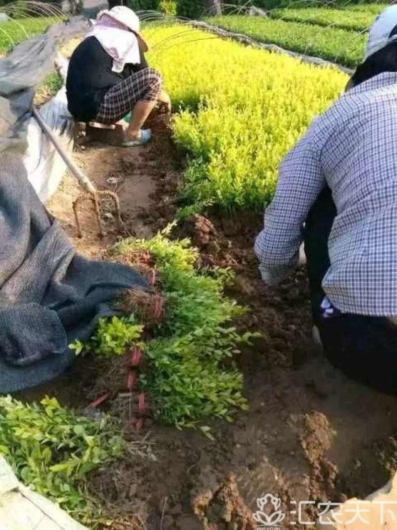 金叶女贞绿篱色块苗营养杯苗地栽苗苗圃大量供应