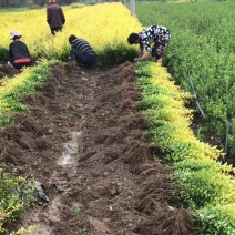 金叶女贞绿篱色块苗营养杯苗地栽苗苗圃大量供应