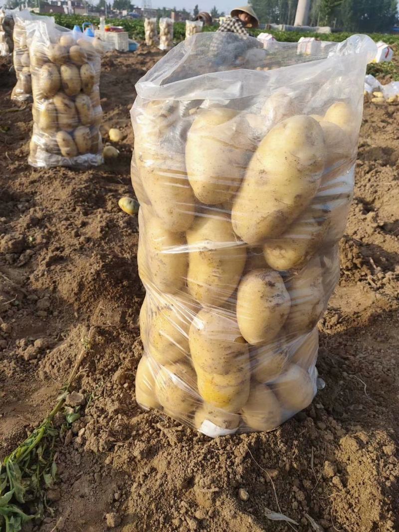 土豆电商市场超市档口基地供应货源充足