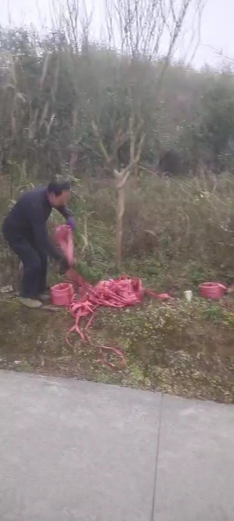 8公分精品紫薇，基地直销，树型优美，常年大量供应