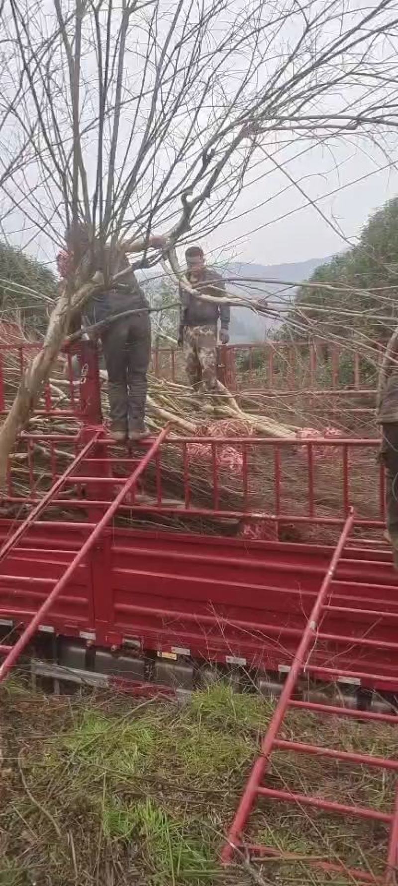 8公分精品紫薇，基地直销，树型优美，常年大量供应