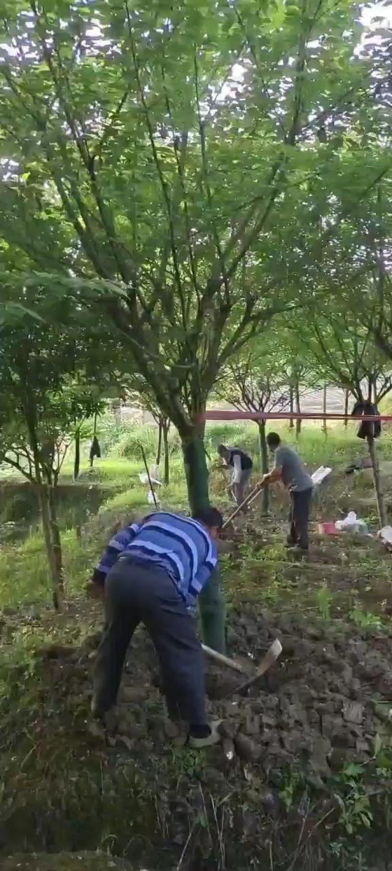12公分精品樱花，基地直供，树型优美，常年大量供应