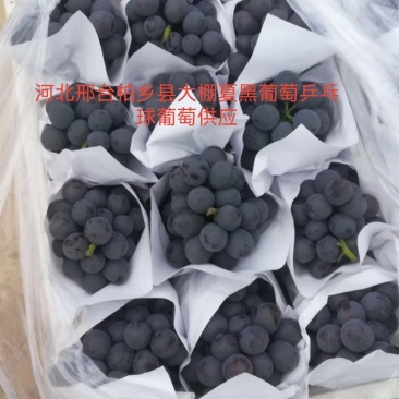 【夏黑葡萄产地】河北邢台夏黑葡萄**电商批发让您采购放心