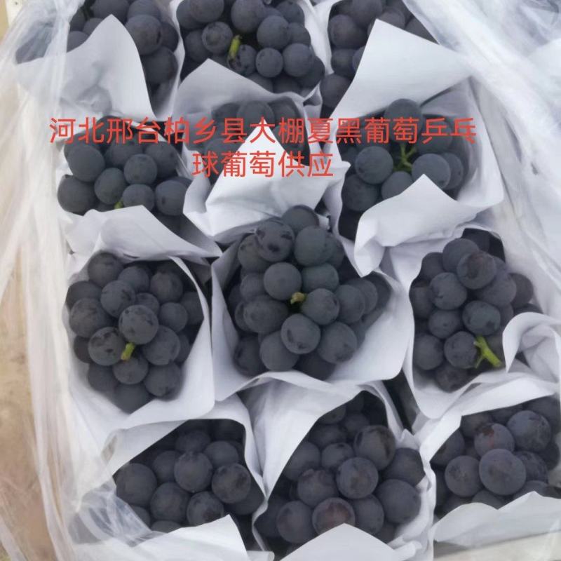 【夏黑葡萄产地】河北邢台夏黑葡萄**电商批发让您采购放心
