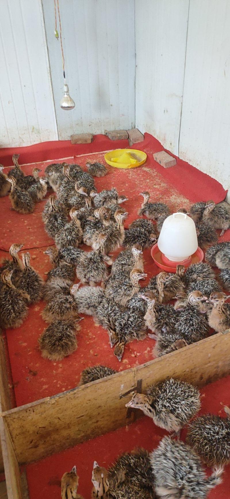 出售1-3个月非洲鸵鸟种苗脱温鸵鸟苗鸵鸟蛋货到包付款