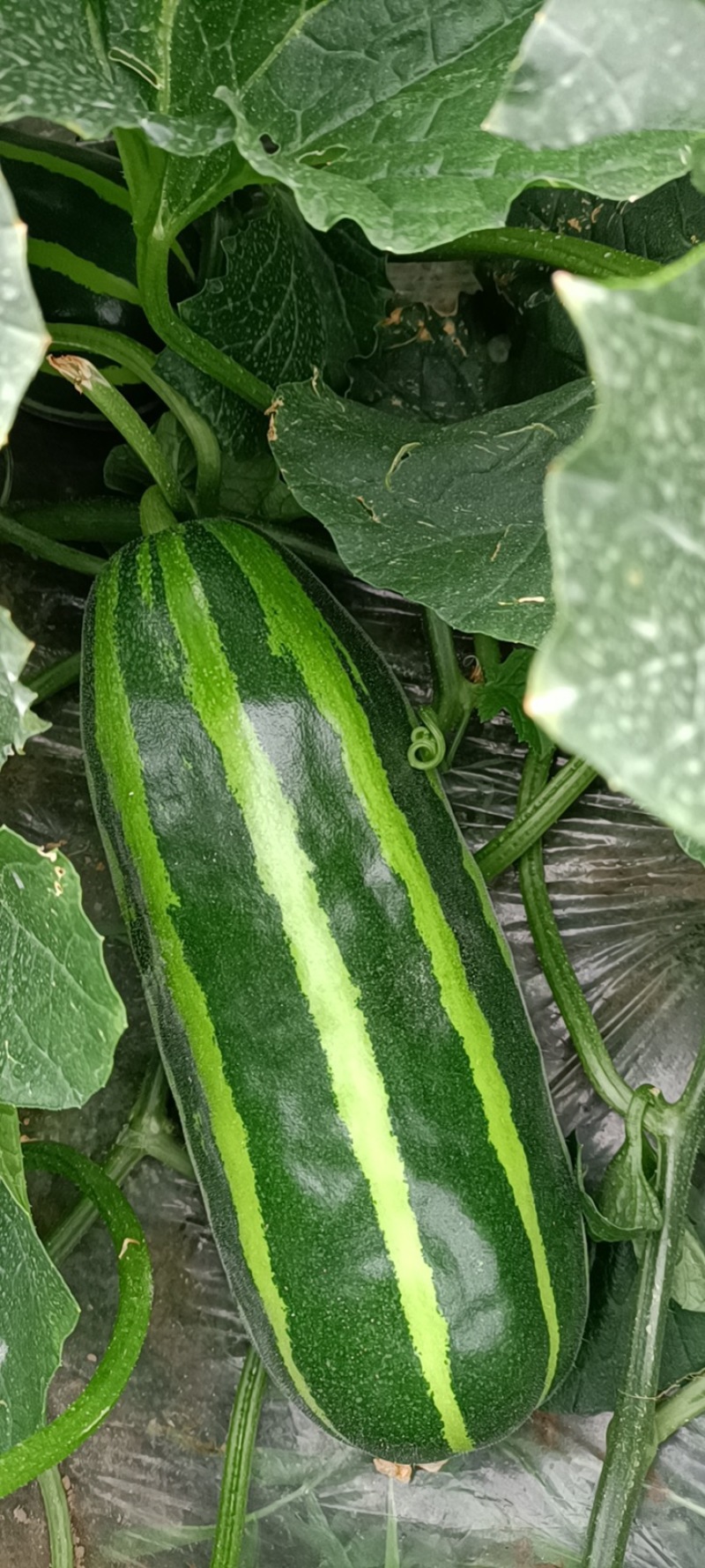 菜瓜