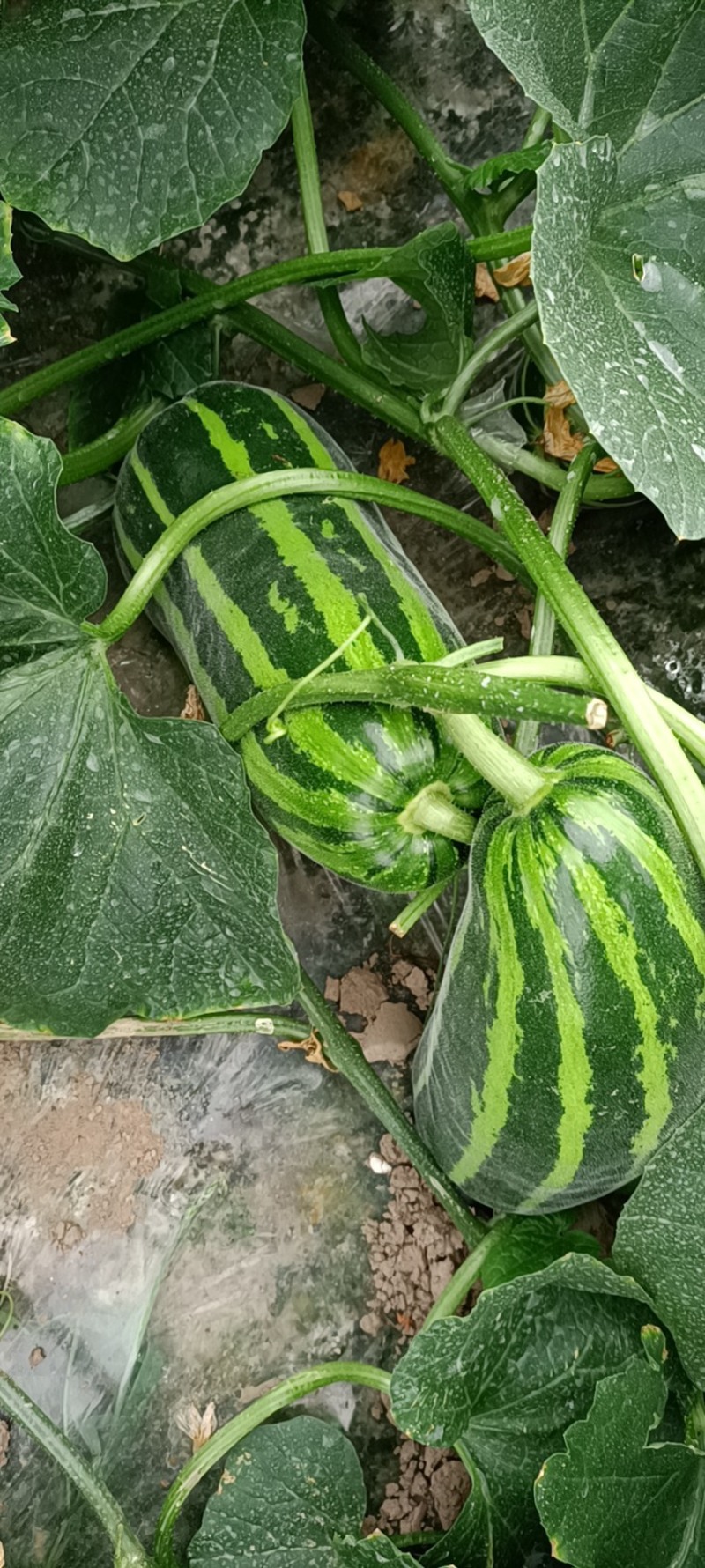 菜瓜