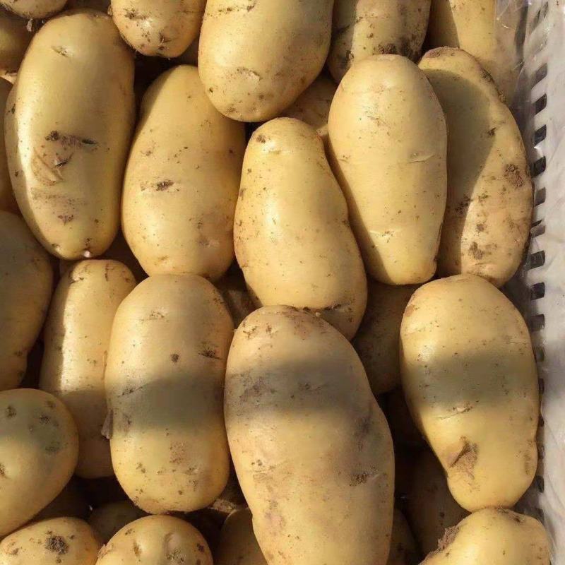 山东冷库土豆荷兰沃土，V7品种齐全代发全国