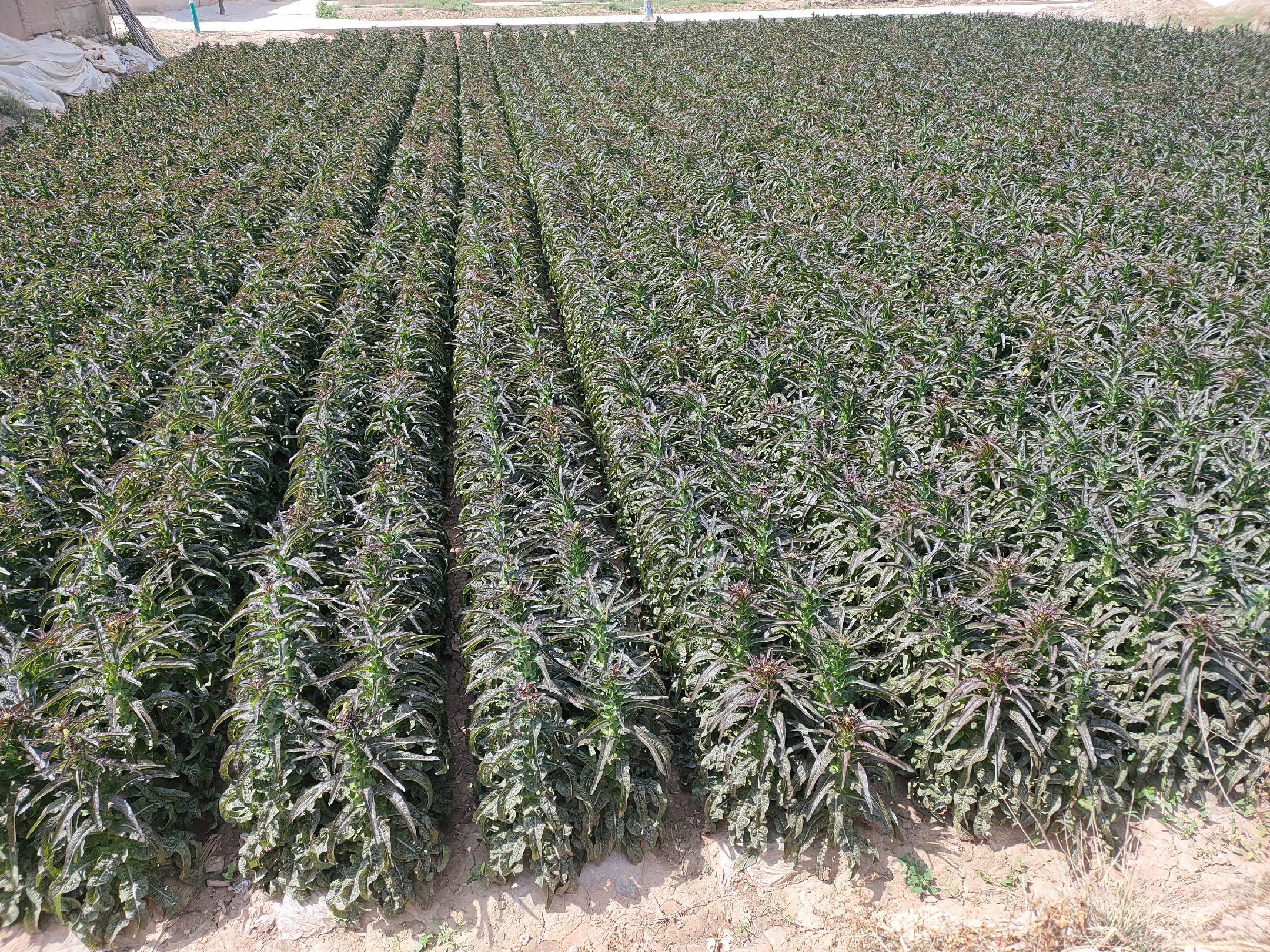 湖北红菜苔田间实景
