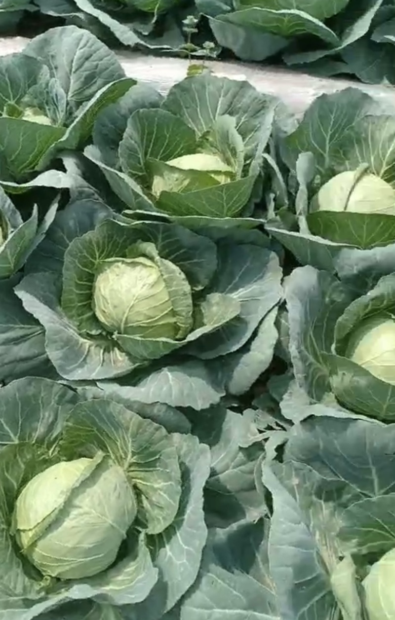 💚️甘蓝包菜中甘甘蓝大量上市欢迎采购品质保证对接