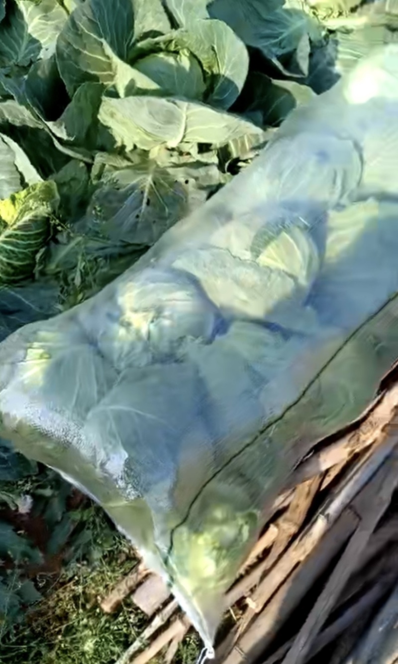 💚️甘蓝包菜中甘甘蓝大量上市欢迎采购品质保证对接
