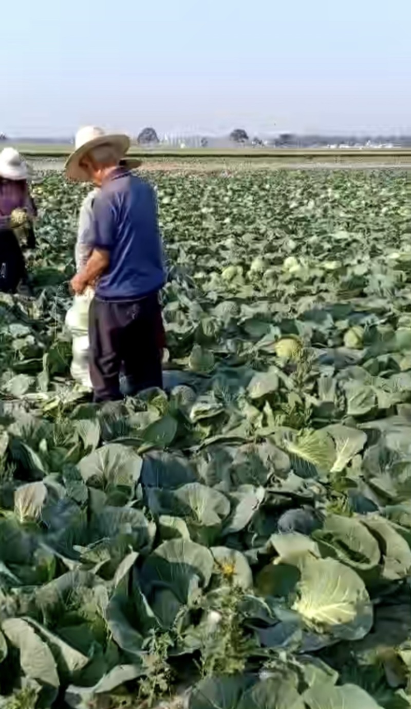 💚️甘蓝包菜中甘甘蓝大量上市欢迎采购品质保证对接