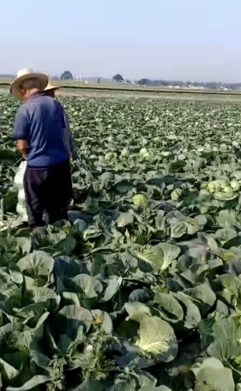 💚️甘蓝包菜中甘甘蓝大量上市欢迎采购品质保证对接