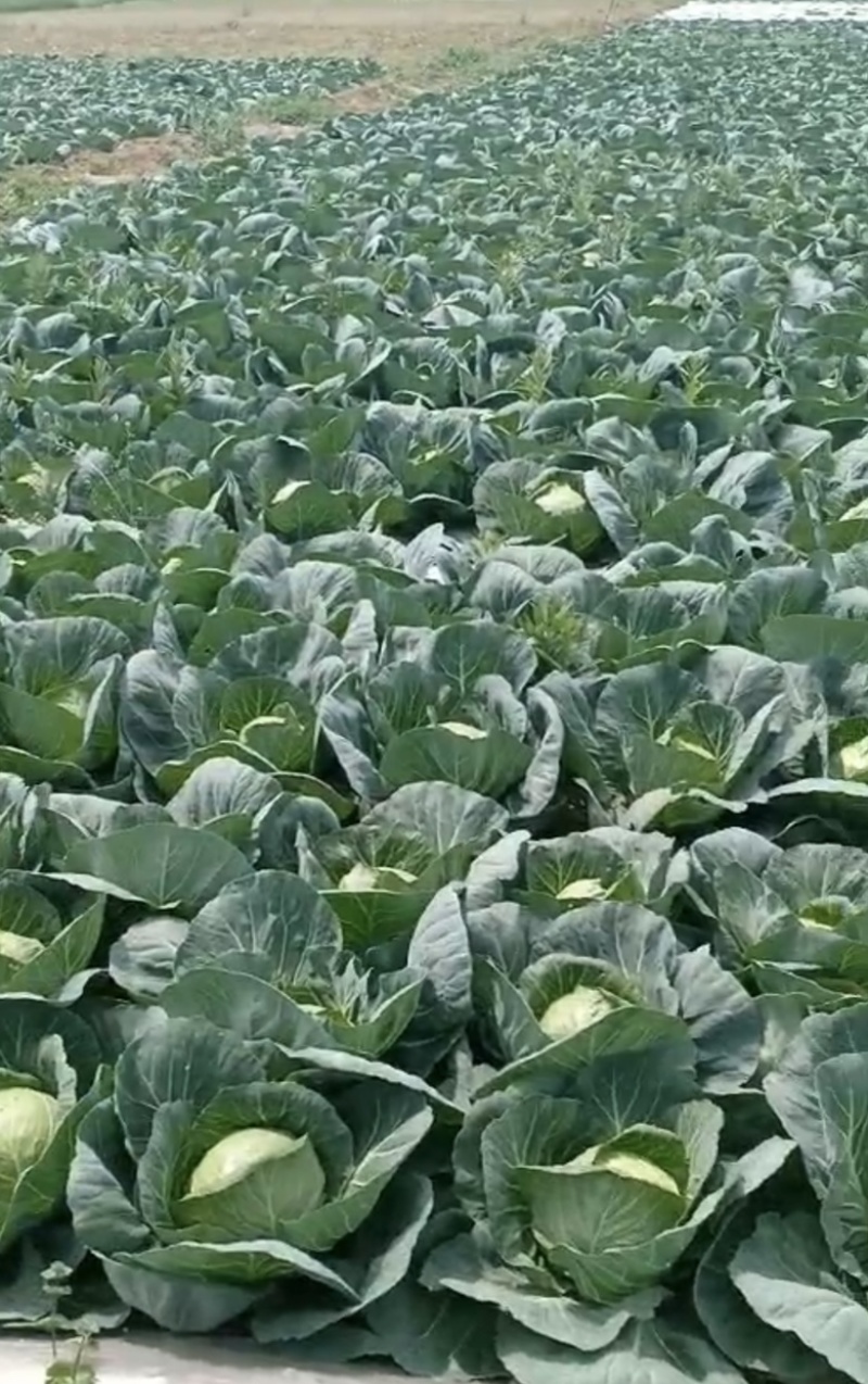 💚️甘蓝包菜中甘甘蓝大量上市欢迎采购品质保证对接