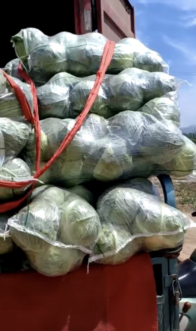 💚️甘蓝包菜中甘甘蓝大量上市欢迎采购品质保证对接