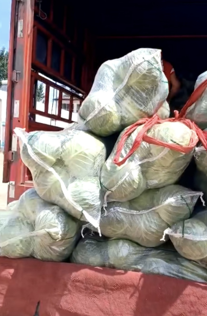 💚️甘蓝包菜中甘甘蓝大量上市欢迎采购品质保证对接