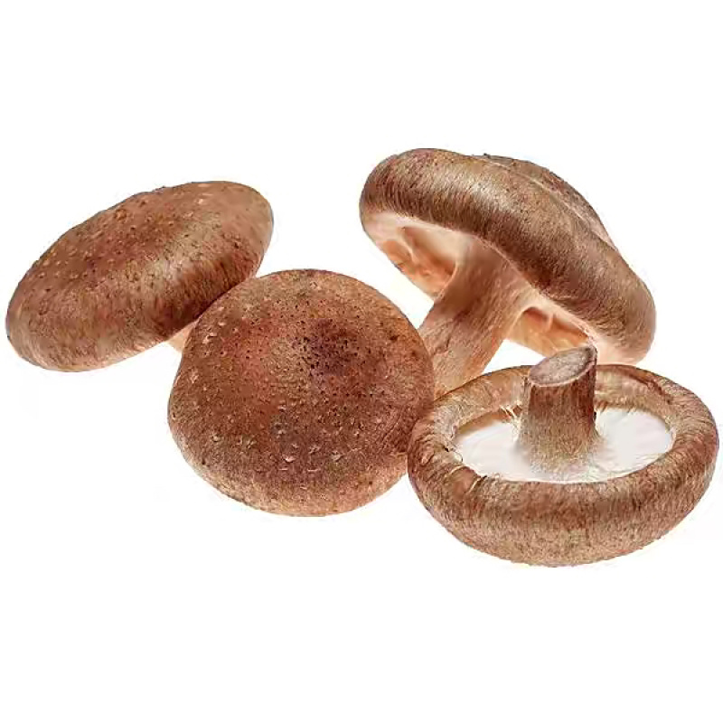 鲜香菇工厂货，一手货源，品质保证，诚信经营，量大从优