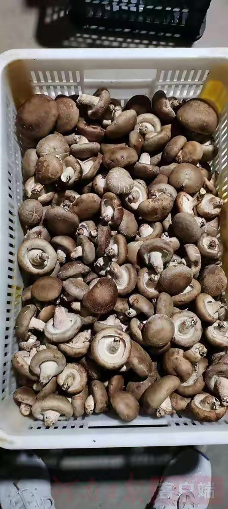 鲜香菇工厂货，一手货源，品质保证，诚信经营，量大从优