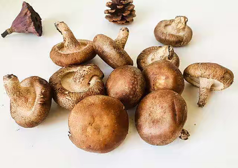 鲜香菇工厂货，一手货源，品质保证，诚信经营，量大从优
