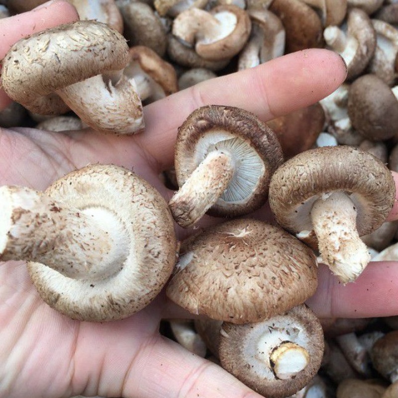 鲜香菇工厂货，一手货源，品质保证，诚信经营，量大从优