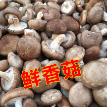 鲜香菇工厂货