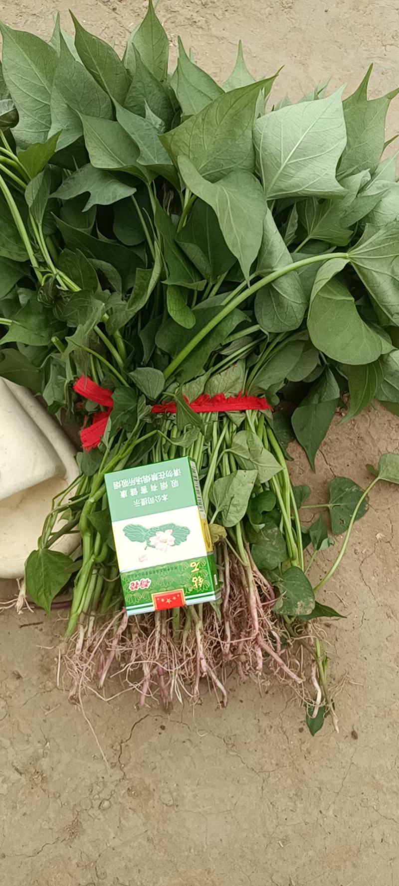 商薯19红薯苗