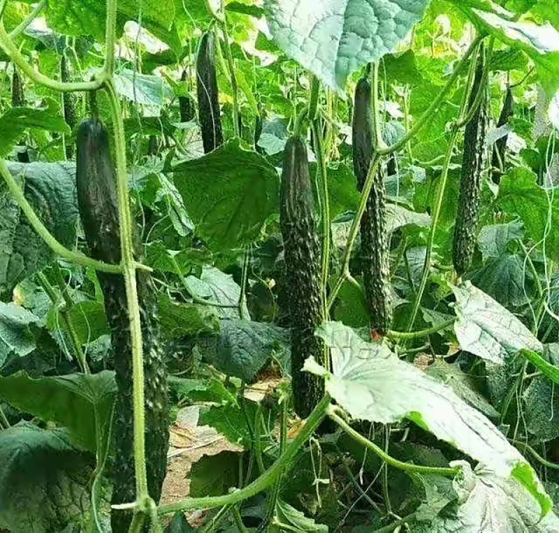 长黄瓜