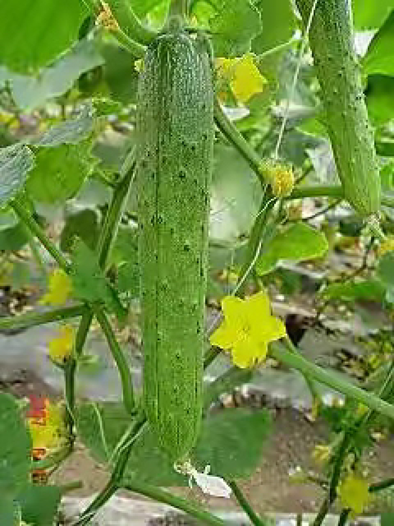 长黄瓜