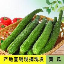 长黄瓜