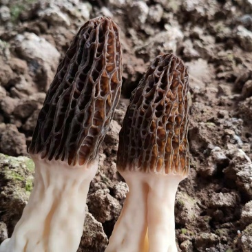 羊肚菌菌种预定固体菌种液体菌种