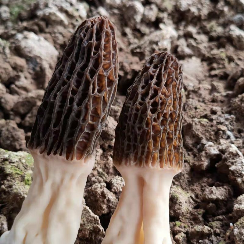 羊肚菌菌种预定固体菌种液体菌种